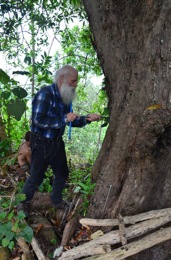 Pour déterminer l’âge, les chercheurs ont prélevé des échantillons à l'aide d’une foreuse permettant de retirer des carottes de 5 mm de diamètre. Il s'agit ensuite de compter les "cernes" d’arbres en laboratoire.