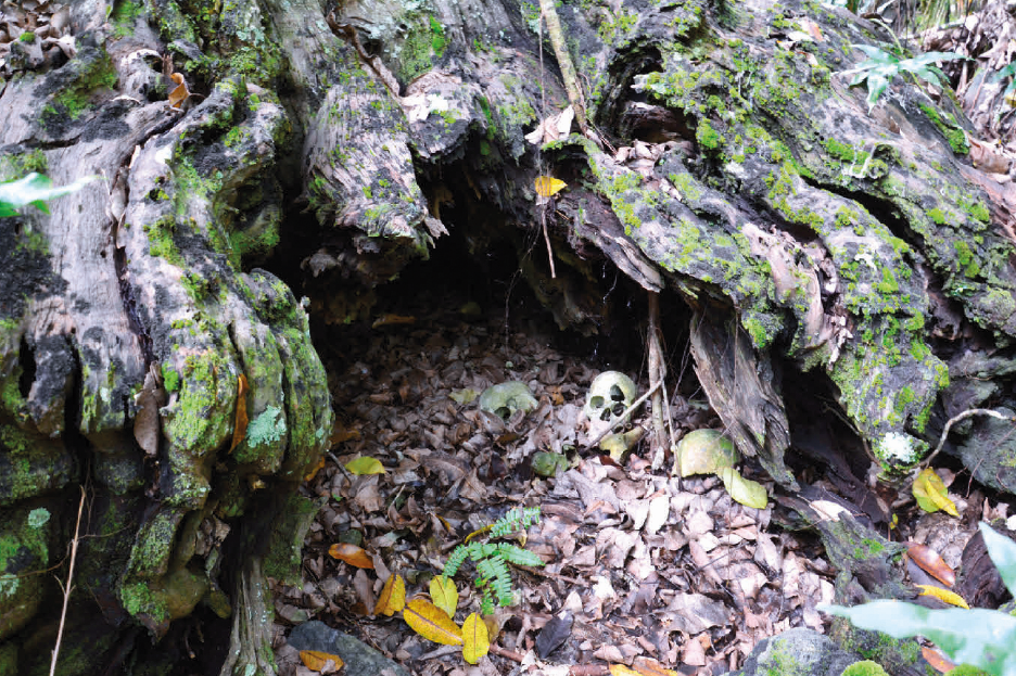 Les arbres, émanations des dieux marquisiens…