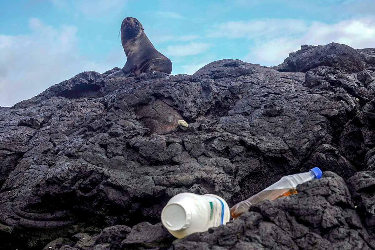 Pollution plastique: un outil de prévision pour aider les Galapagos