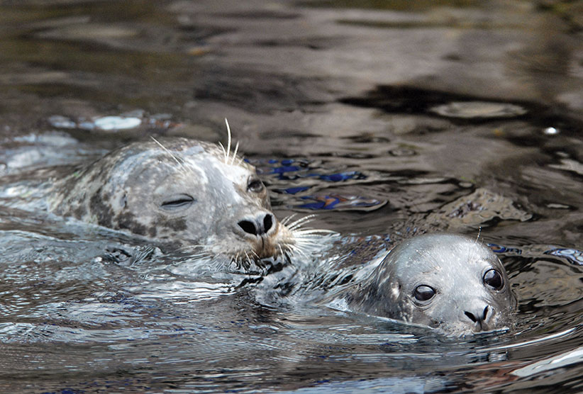 Russie: près de 170 phoques retrouvés morts au bord de la Caspienne