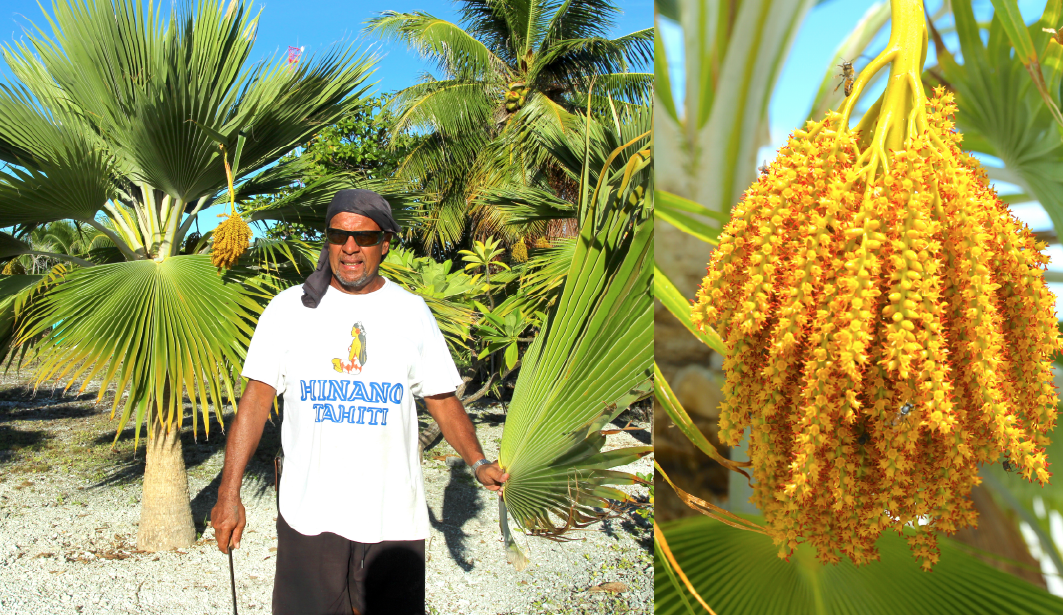 Gilles Tropee est le “monsieur Pritchardia thrurstonii” à Fakarava. Il a planté des dizaines et des dizaines de ce gracieux palmier originaire des îles Fidji où il est en voie de disparition.