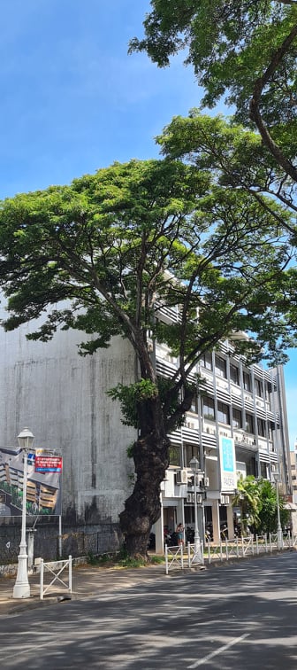 L'abattage gênant d'un marumaru centenaire