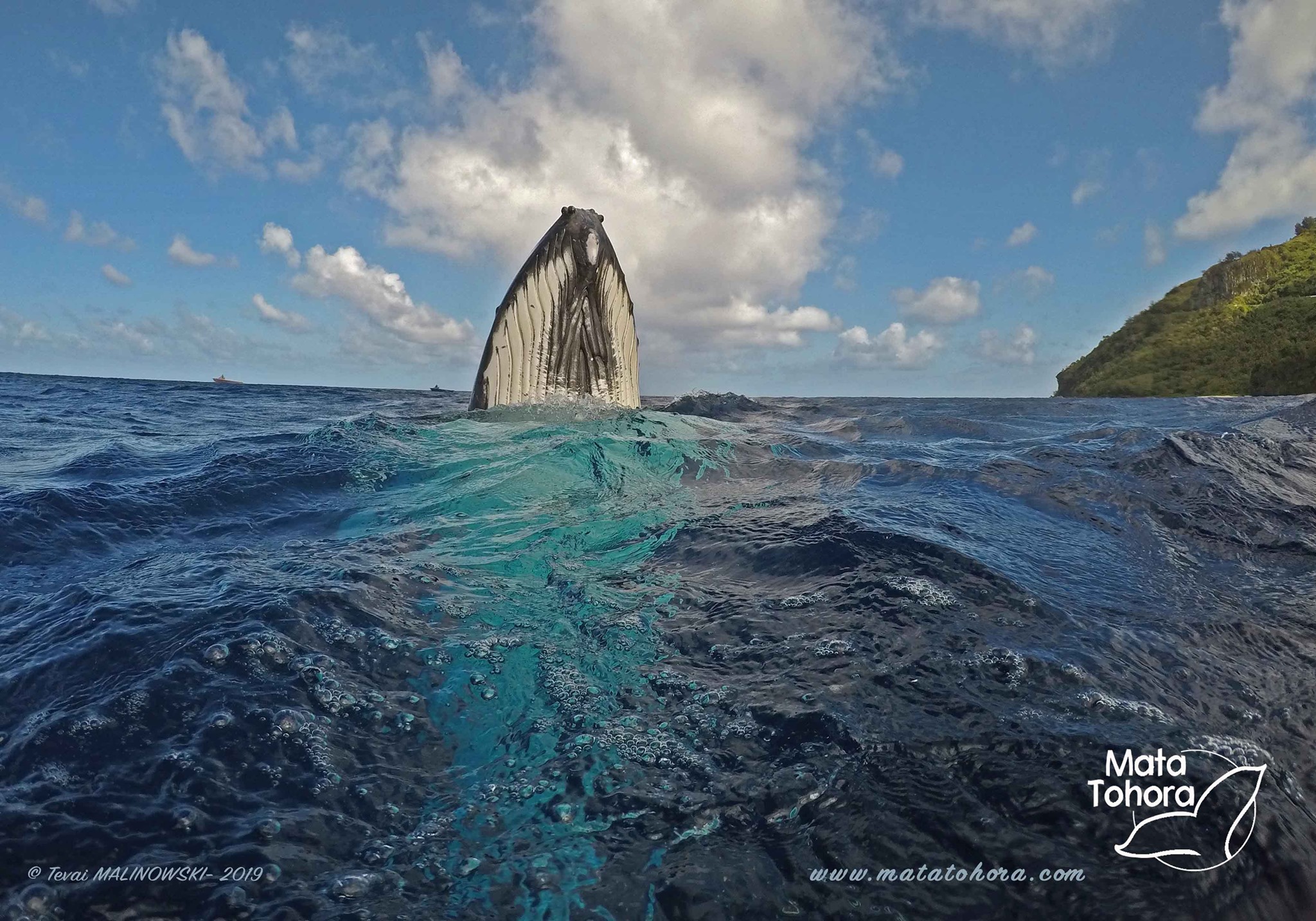 Premières baleines observées à Rurutu