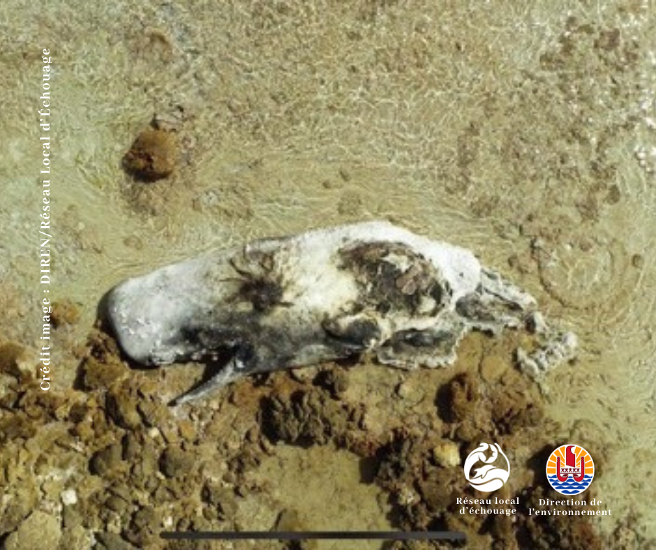 La carcasse d’un cachalot découverte à Kauehi