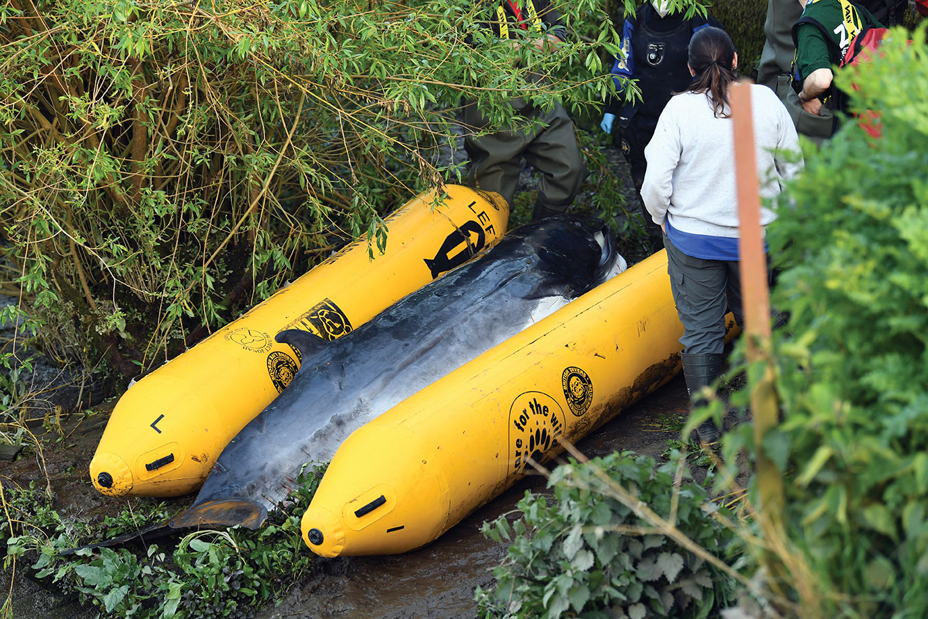 Un baleineau égaré dans la Tamise a été euthanasié