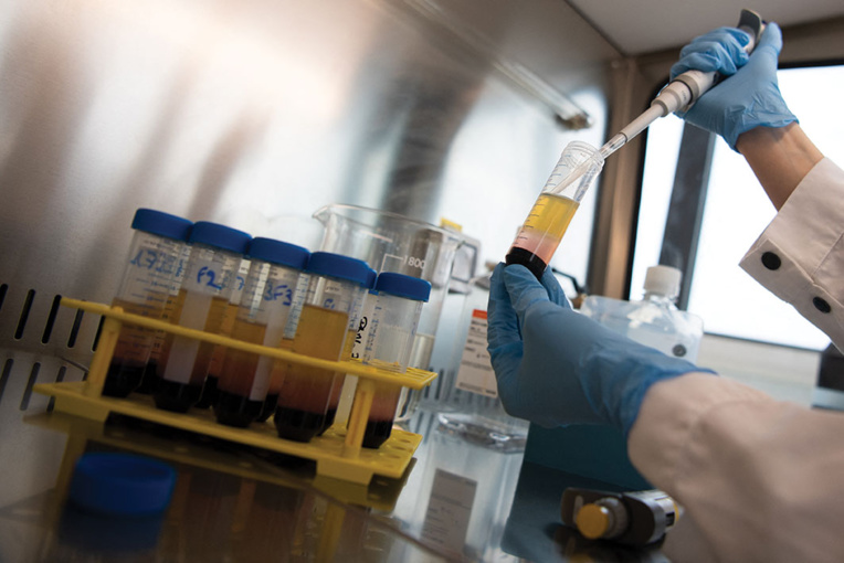 Covid: les anticorps restent dans le sang au moins 8 mois (étude)