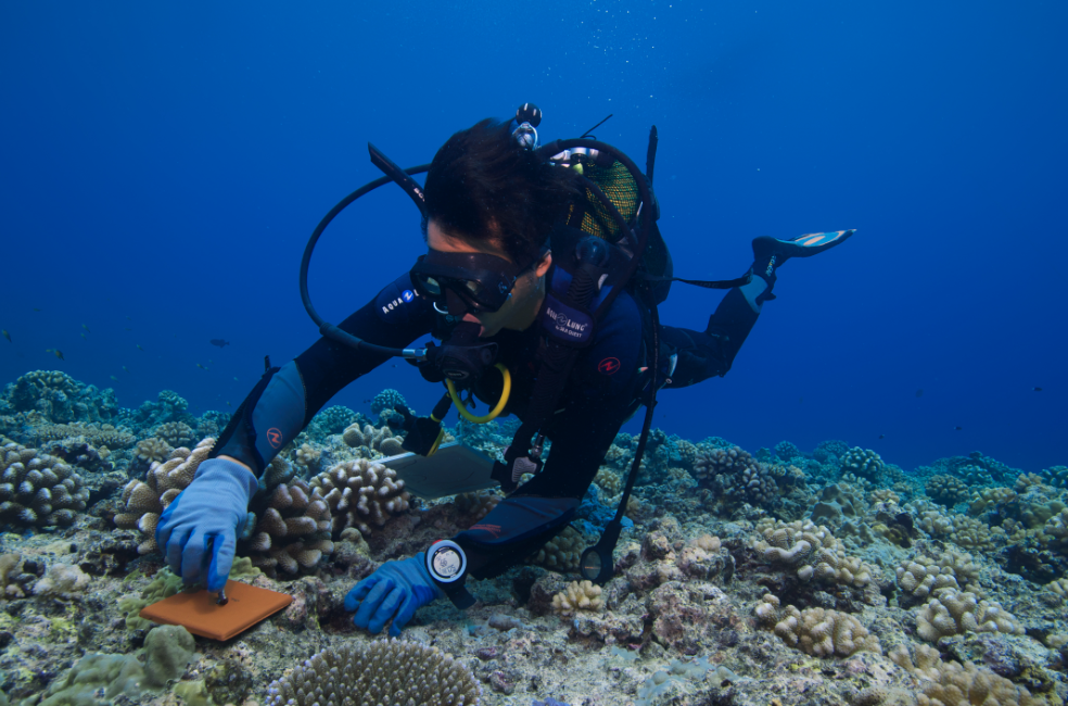 50 ans du Criobe, pionnier de la recherche sur les récifs coralliens
