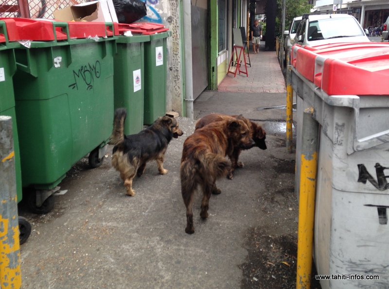 Haro sur les chiens errants à Papeete et Pirae