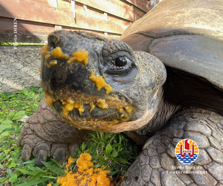 Te Ara u’i reprend des forces 