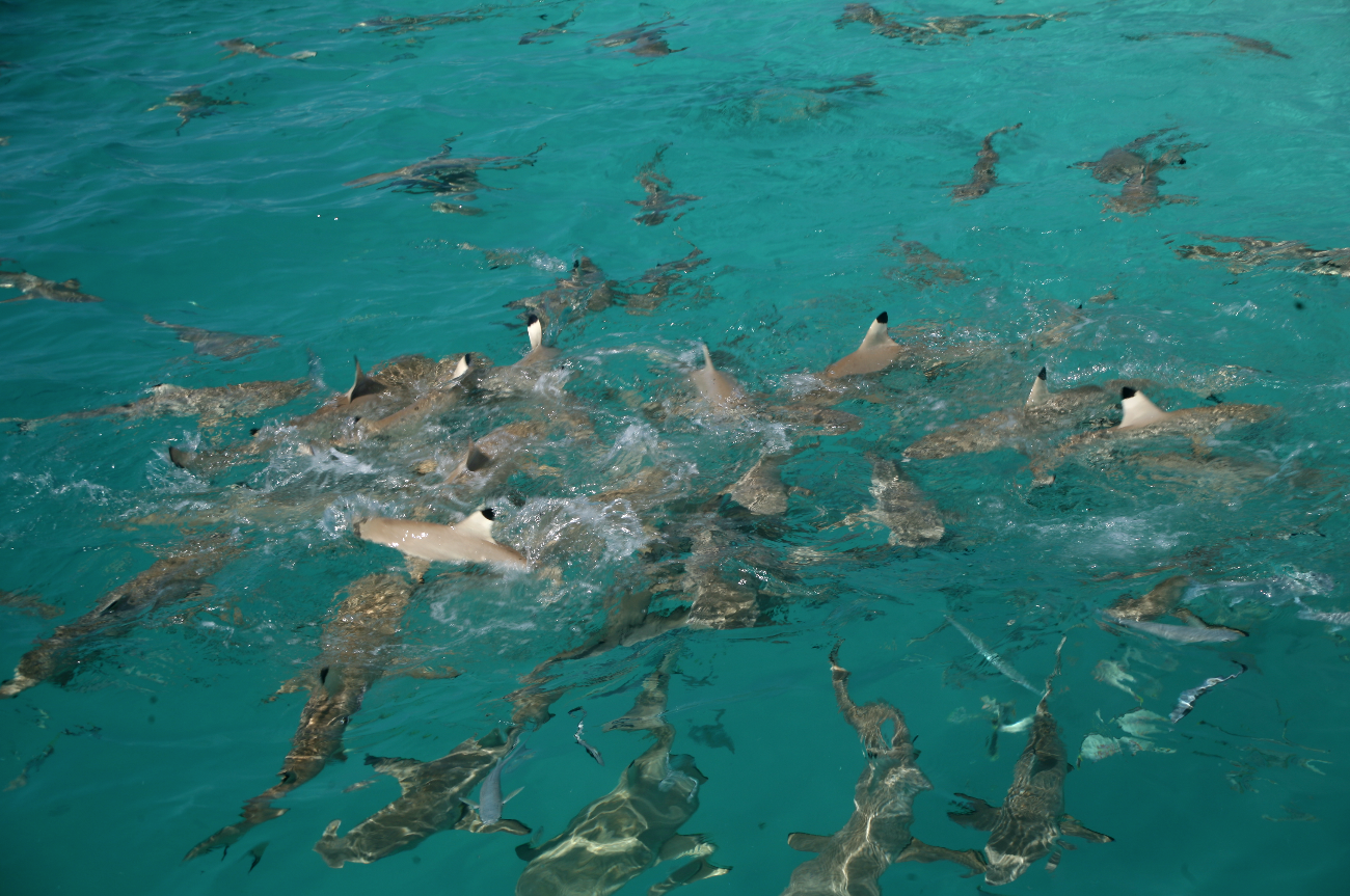 Les requins faisaient partie du quotidien des jeunes Hui Panalā’au qui en pêchèrent beaucoup pour se distraire.