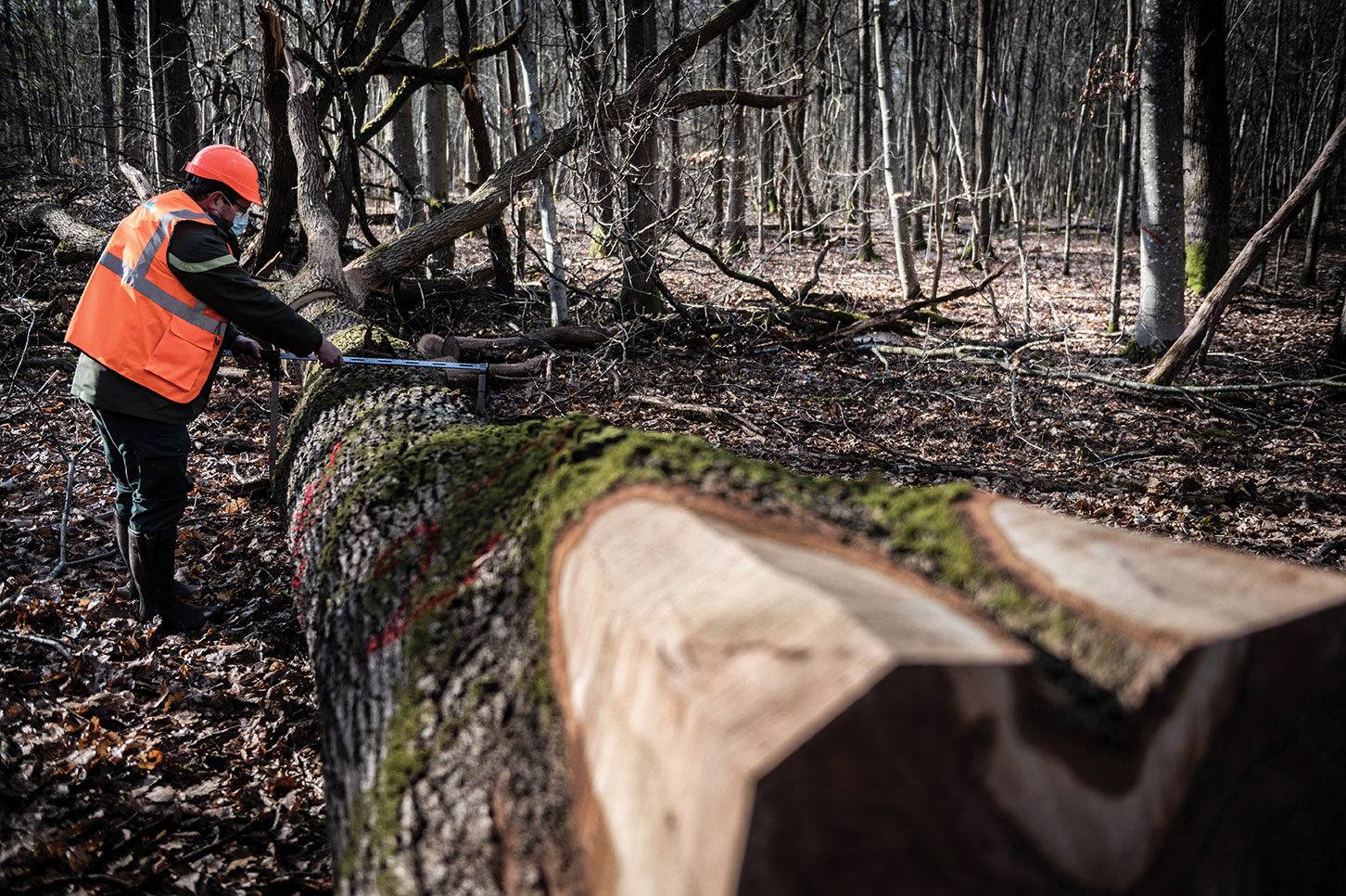 Devant la fuite des chênes en Chine, l'angoisse des scieurs français