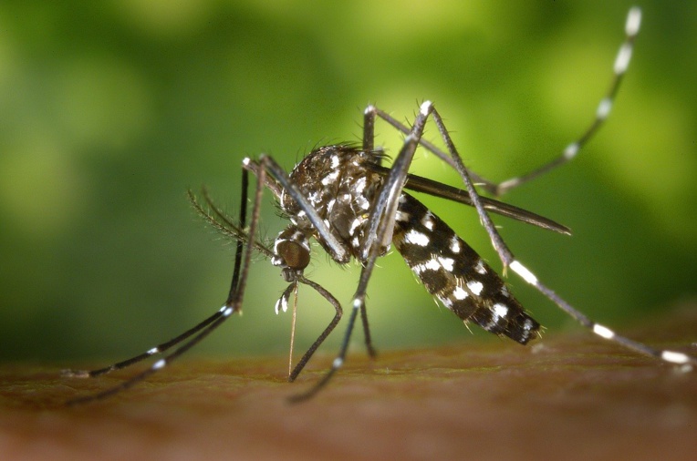 Une étude sur la dengue en Indonésie porteuse d'espoir pour contenir le virus