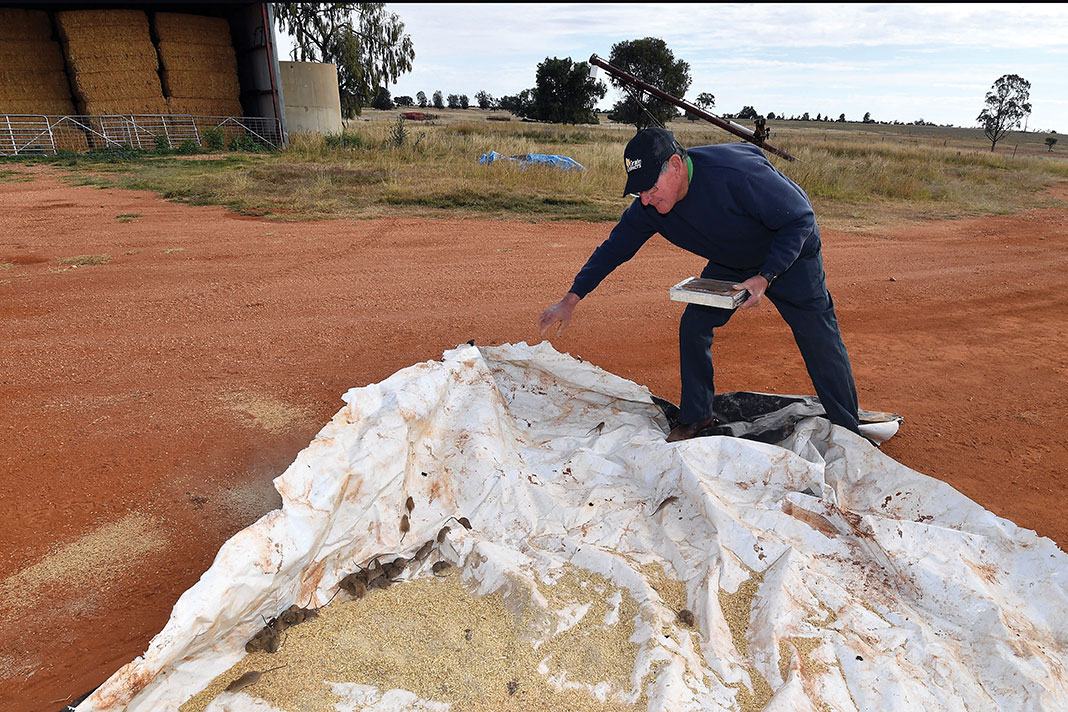 Australie: après les catastrophes climatiques, des fermiers victimes de souris dévastatrices