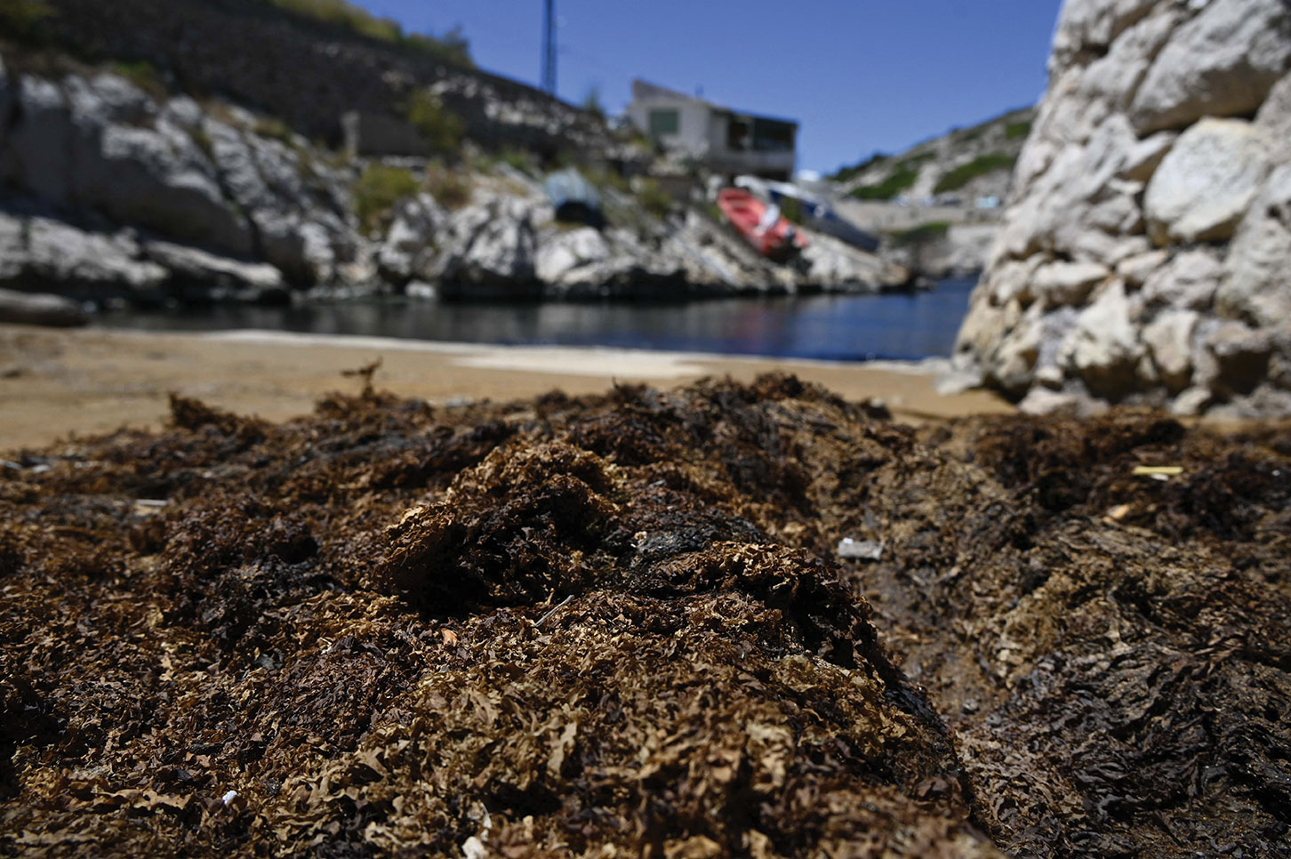 Une algue japonaise invasive colonise les Calanques de Marseille
