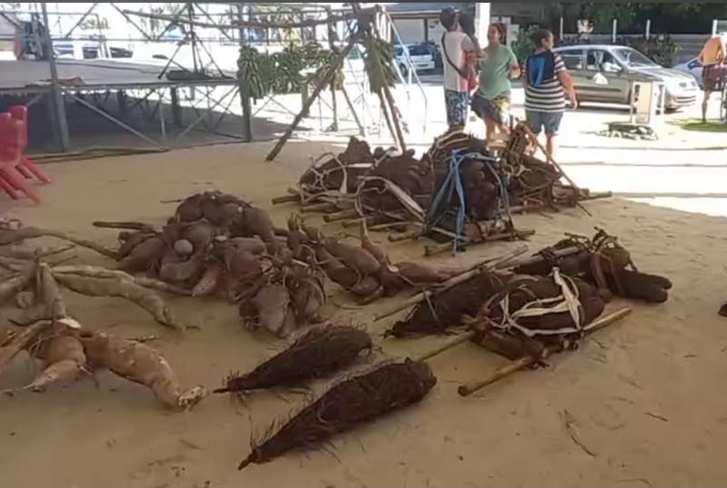 La traditionnelle pesée des tubercules faisait partie de l'exposition.