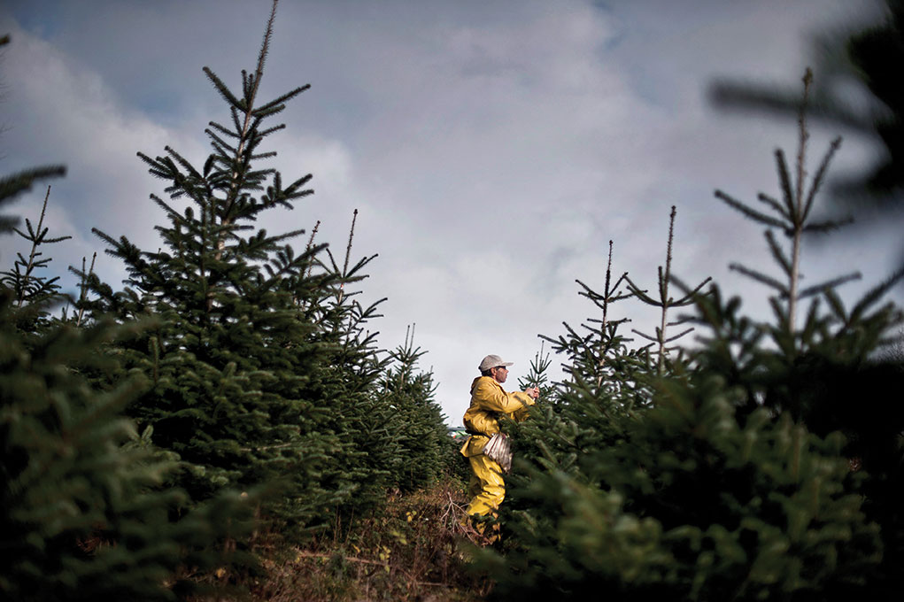 Climat: les forêts françaises, puits de carbone "en difficulté"