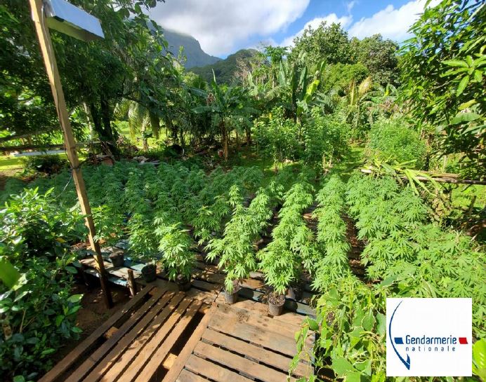 520 plants de paka saisis à Tumaraa