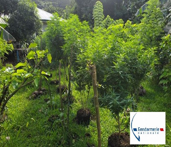 520 plants de paka saisis à Tumaraa