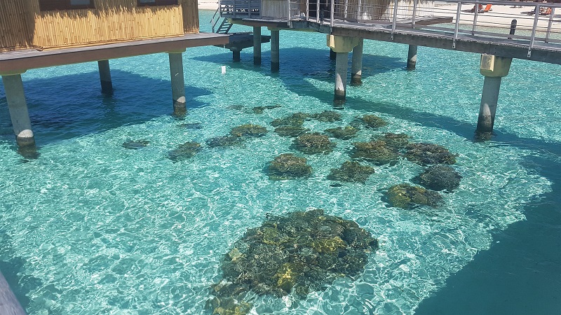 La préservation du lagon de Bora Bora, l'affaire de tous