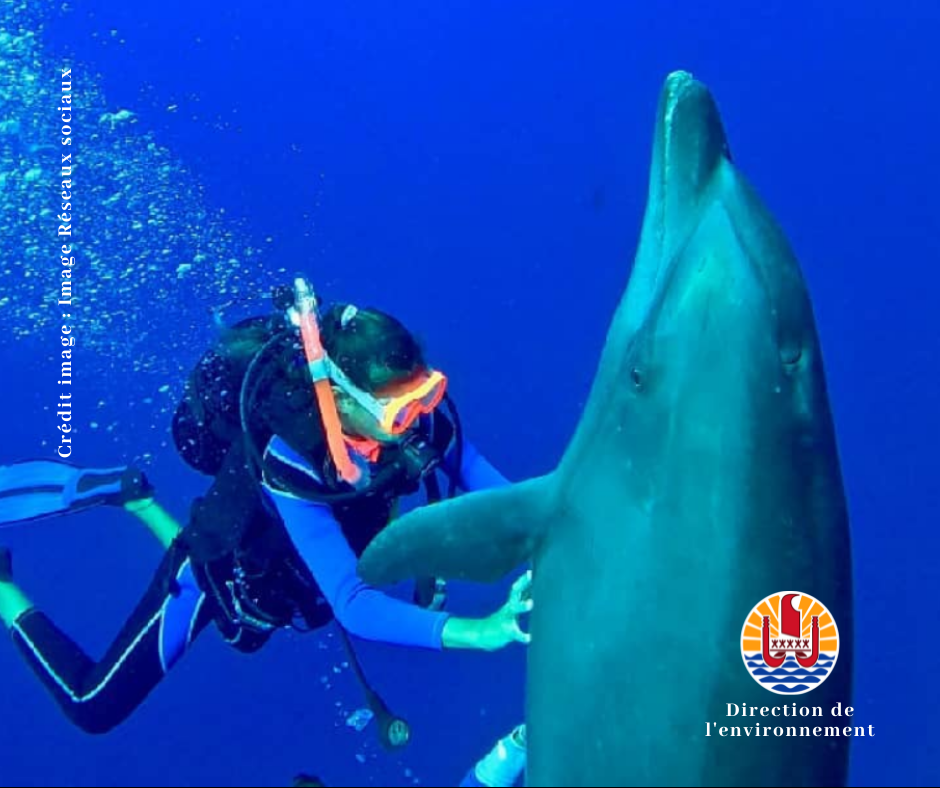 ​Espèces protégées, on touche avec les yeux