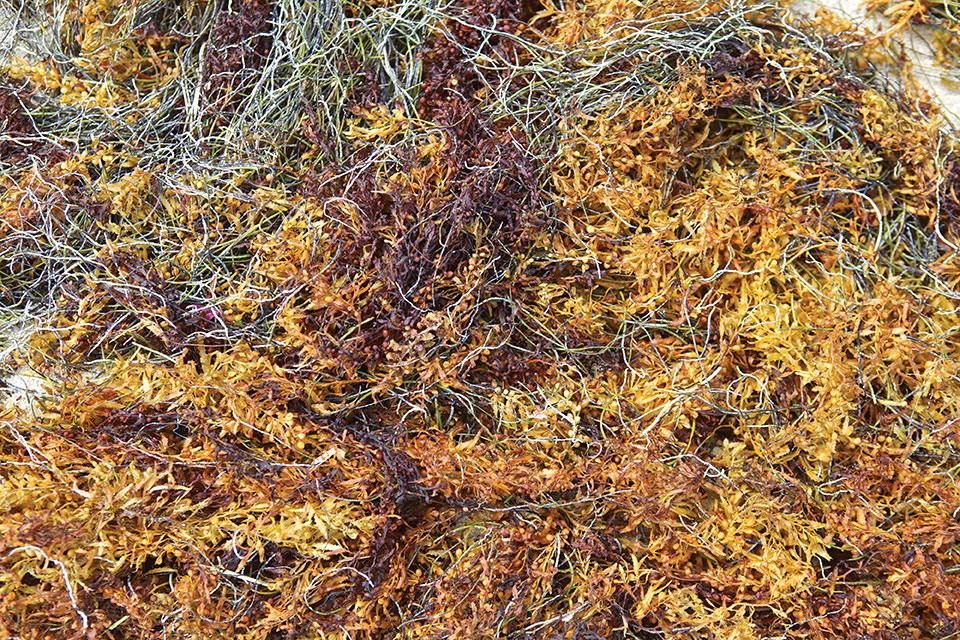 Un deuxième plan Sargasses d'ici fin 2021