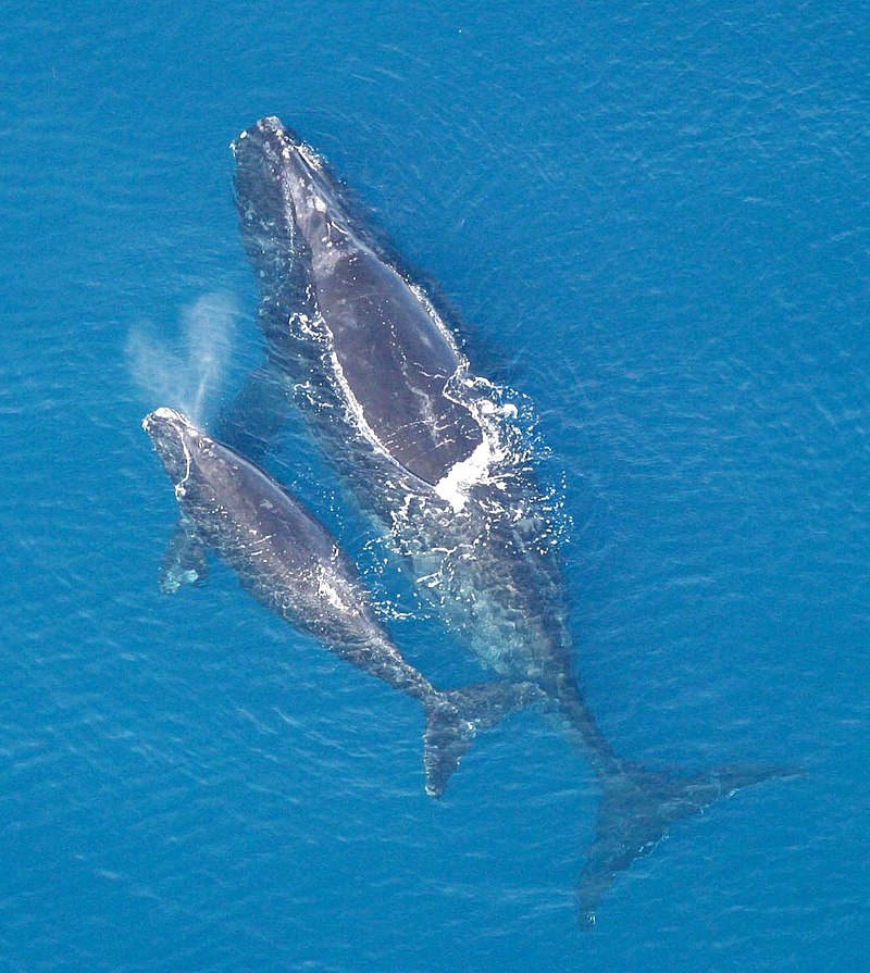 La proie première des Rurutu était le jeune baleineau. “Nous attaquions les jeunes, ce qui paraîtra sans doute cruel à certains et pourrait leur faire croire à un manque de courage de notre part”. Mais face à des monstres de quarante tonnes...