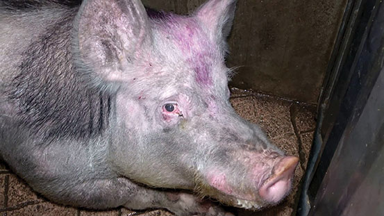 Handout / L214 - Éthique & Animaux / AFP