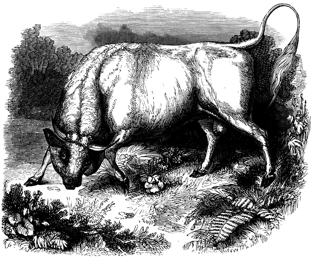 On doit au capitaine britannique Vancouver l’introduction de bétail sur Big Island, au moment de ses explorations et de son amitié avec Kamehameha I. Ce sont ces animaux (et leur descendance bien sûr) qui étaient chassés au moyen de pièges (des fosses) sur les flancs du Mauna Kea.