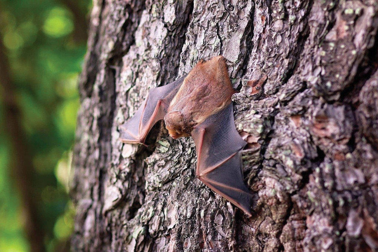 Dans leur enfance, des chauves-souris babillent comme les bébés humains