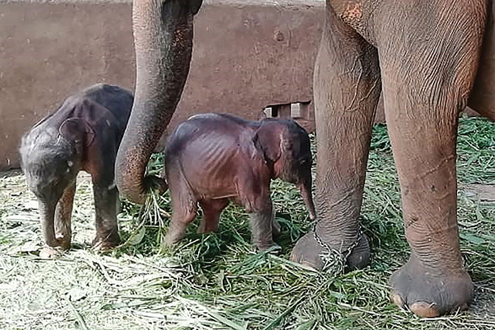 Le plastique menace les espèces migratrices en Asie-Pacifique, avertit l'Onu