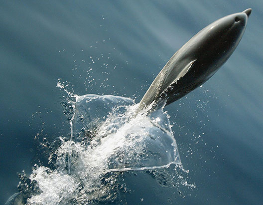 DOMINIQUE FAGET / AFP