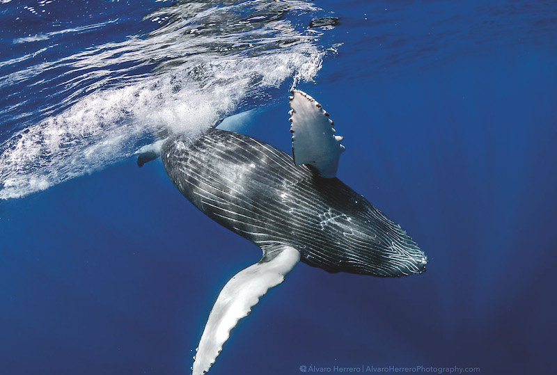 Une cagnotte est ouverte pour soutenir l'opération Vigie sanctuaire de l'association Oceania. Une démarche d'observation des baleines pour éviter les collisions avec les bateaux. (©Alvaro Herrero)