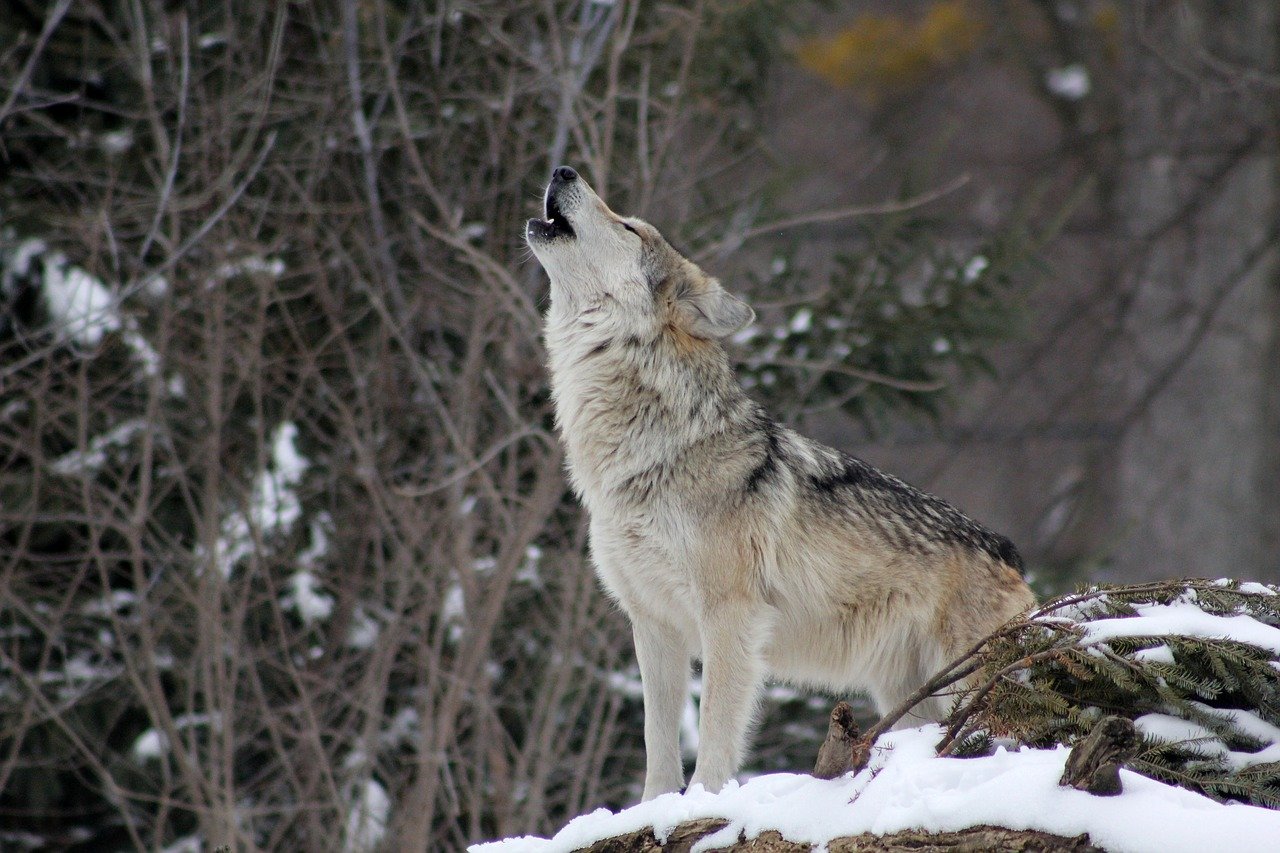Le retour du loup en Bretagne, fantasme ou réalité ?