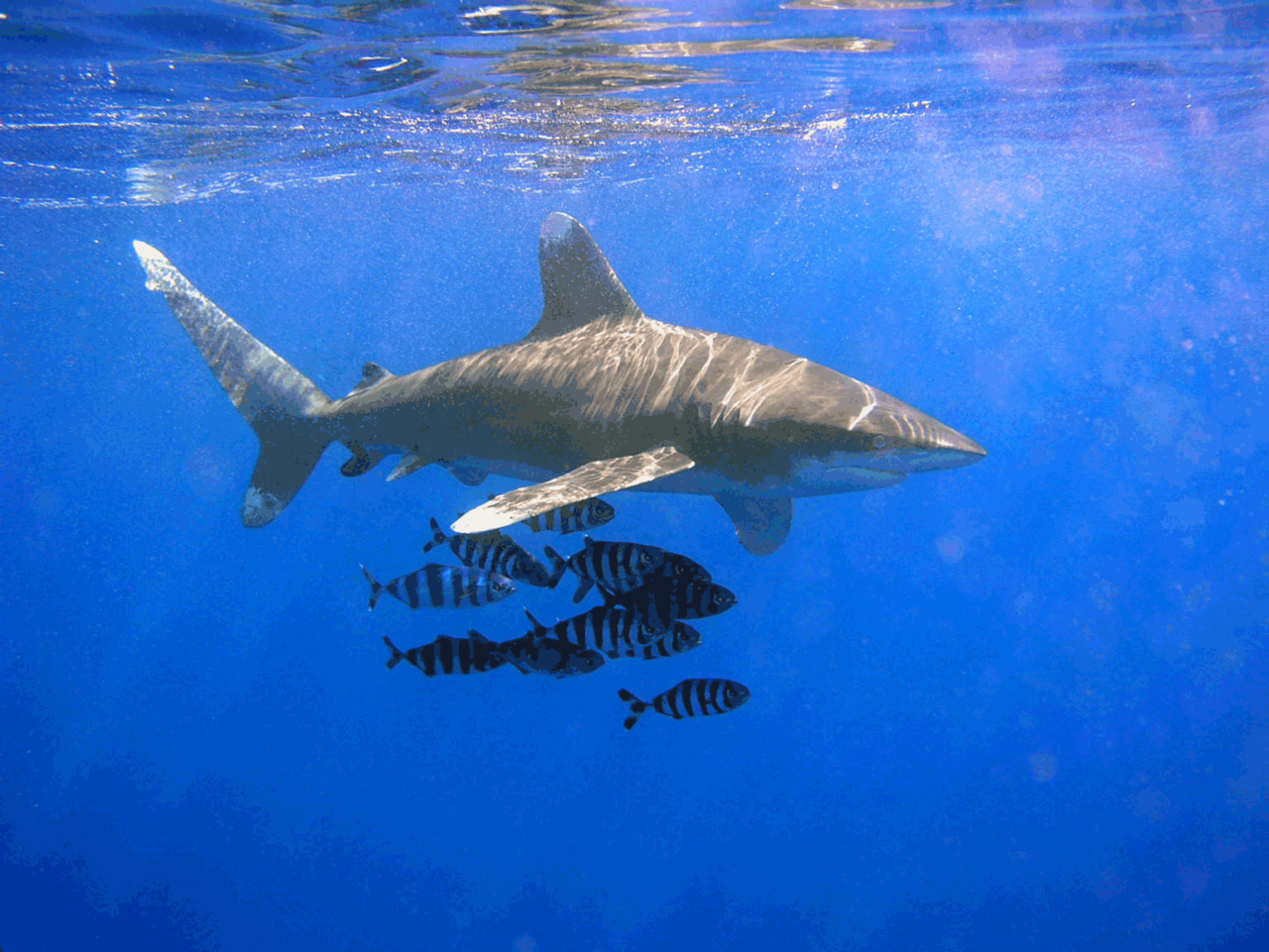 Le requin longimane, parata en tahitien, est responsable de cette attaque contre une touriste au large de Moorea.