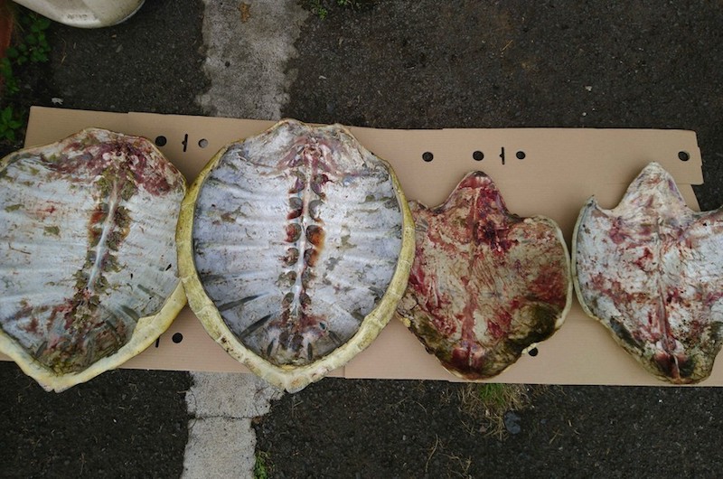 Les Braconniers Arr t s Apr s Avoir Jet Un Sac De Carapaces De Tortue les-braconniers-arr-t-s-apr-s-avoir-jet-un-sac-de-carapaces-de-tortue