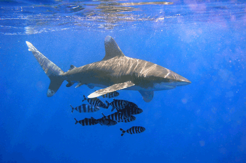 ​Attaque de requin à Moorea : relaxe partielle pour la monitrice de plongée