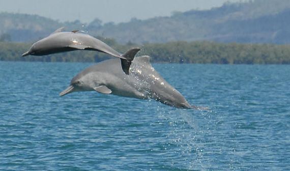Une nouvelle espèce de dauphin à bosse découverte en Australie