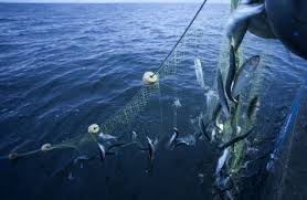 Hareng et maquereau : les Iles Féroé s'en prennent à l'UE auprès de l'OMC