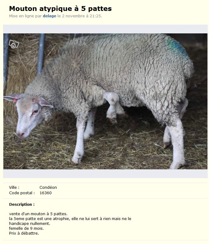 Charente: éleveur vend mouton "atypique à 5 pattes", prix à débattre