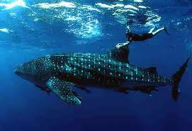 Un plongeur kiwi s’offre une séance improvisée de « Whale-riding » à Fidji