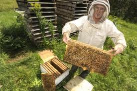 Cri d'alarme d'apiculteurs pour stopper "l'hémorragie des abeilles" et les méfaits des pesticides