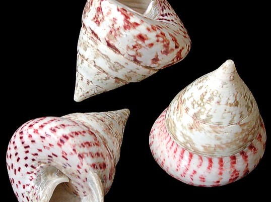 Trocas : les quotas de pêche déplafonnés pour quatre communes de Tahiti