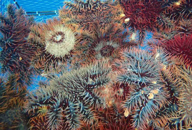 Des regroupements inhabituels de taramea à Bora Bora ont été signalés sur une petite zone du récif.