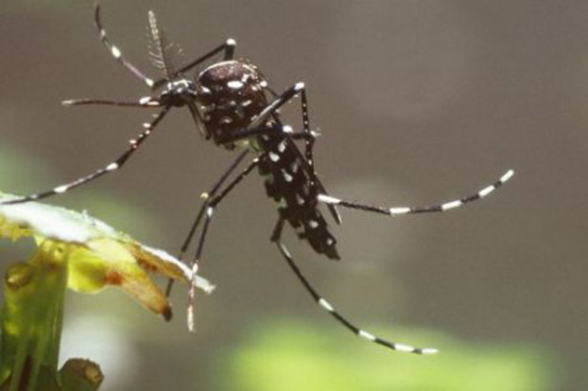 Le virus Zika progresse très vite : au moins 800 cas signalés