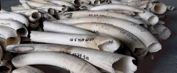 Tanzanie: trois Chinois jugés pour "crime" après une saisie de défense d'éléphants