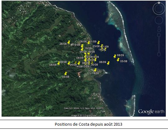 Appel à témoin: on recherche une tortue verte dans la zone de Mahaena à Hitia
