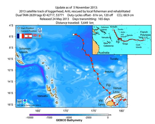 Appel à témoin: on recherche une tortue verte dans la zone de Mahaena à Hitia