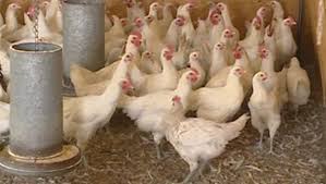 Appel à la vigilance après un nouveau type de grippe aviaire chez l'humain