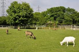 Japon: comment tondre le gazon sans énergie et en silence? Louer des chèvres!