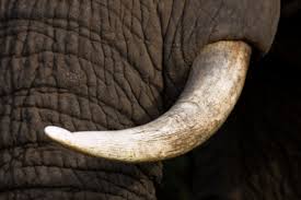 Les Etats-Unis détruisent six tonnes d'ivoire confisqué